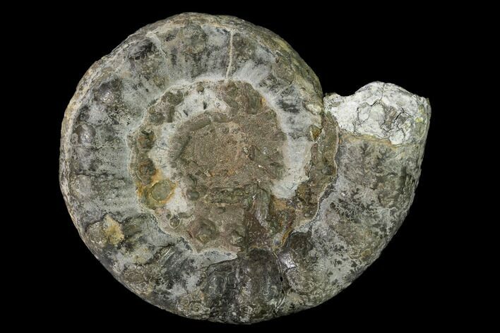 Pyrite Replaced Ammonite (Peronoceras) Fossil - England #156451